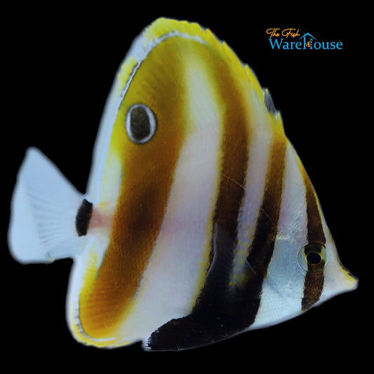 Hi Fin Coradion Butterflyfish (Coradion altivelis)