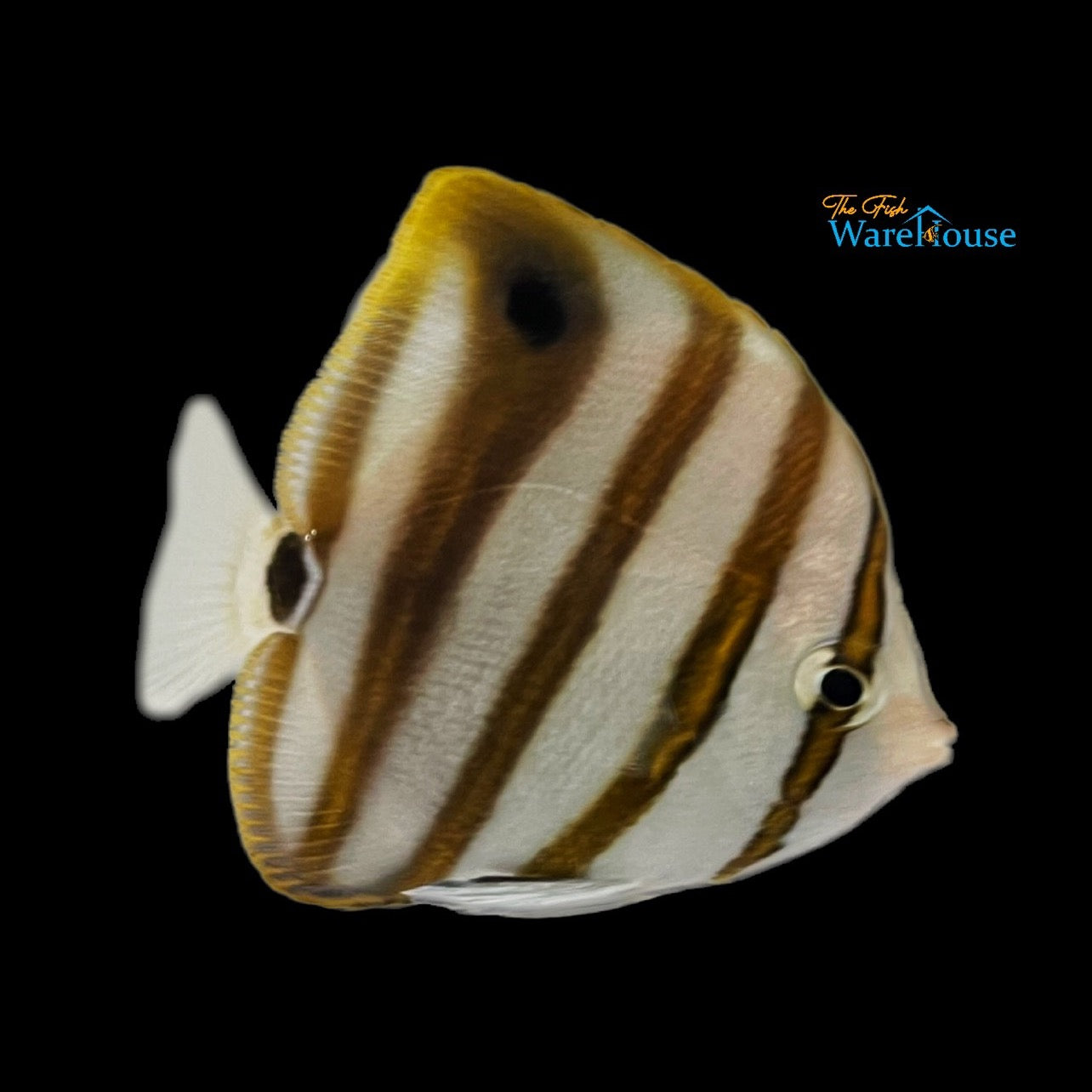 Sixspine Butterflyfish (Parachartodon ocellatus)