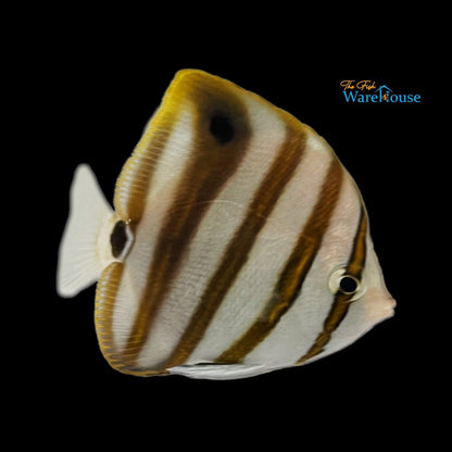 Sixspine Butterflyfish (Parachartodon ocellatus)