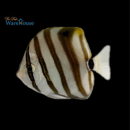 Sixspine Butterflyfish (Parachartodon ocellatus)