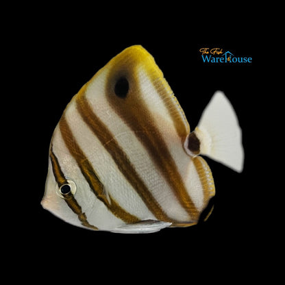 Sixspine Butterflyfish (Parachartodon ocellatus)