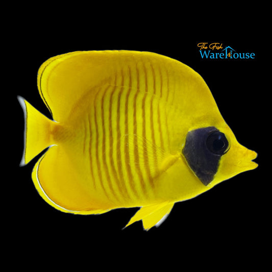 Golden Semilarvatus Butterflyfish (Chaetodon semilarvatus)