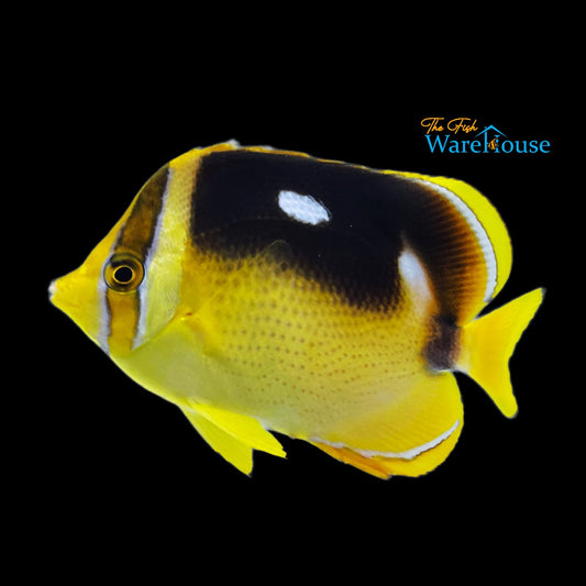 Fourspot Butterflyfish (Chaetodon quadrimaculatus)