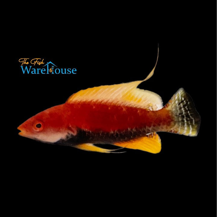 Tono's Fairy Wrasse (Cirrhilabrus tonozukai)