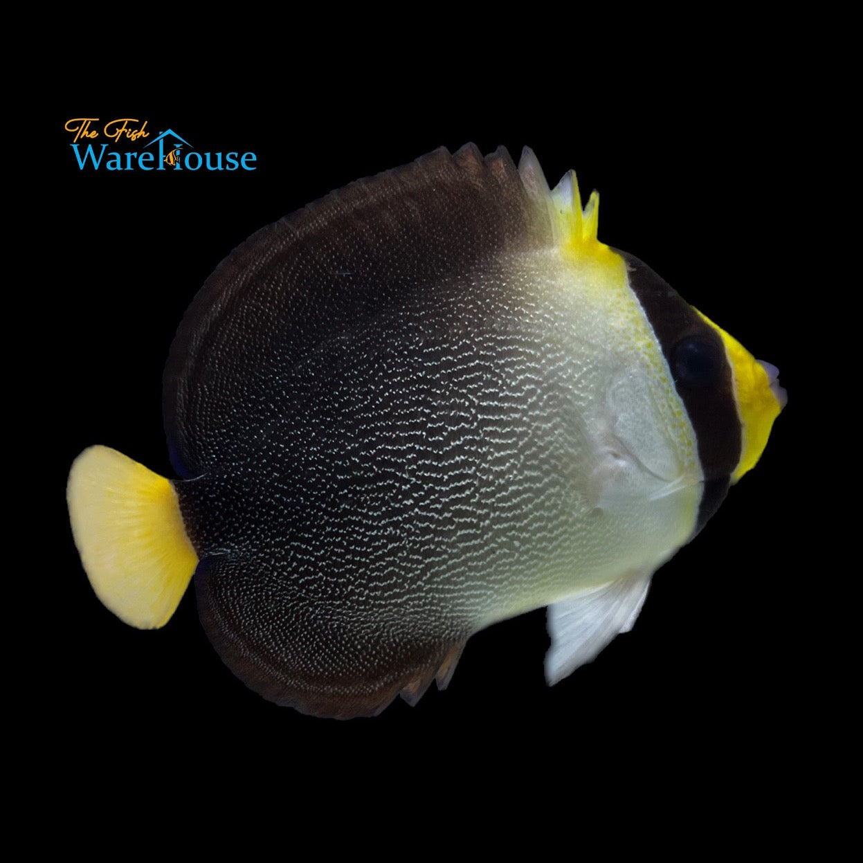 Singapore Angelfish (Chaetodontoplus mesoleucus)