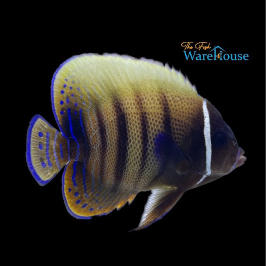 Six Bar Angelfish - Adult (Pomacanthus sexstriatus)