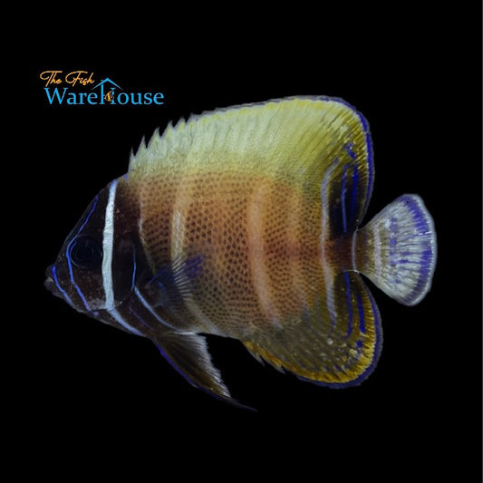 Six Bar Angelfish - Transitioning (Pomacanthus sexstriatus)