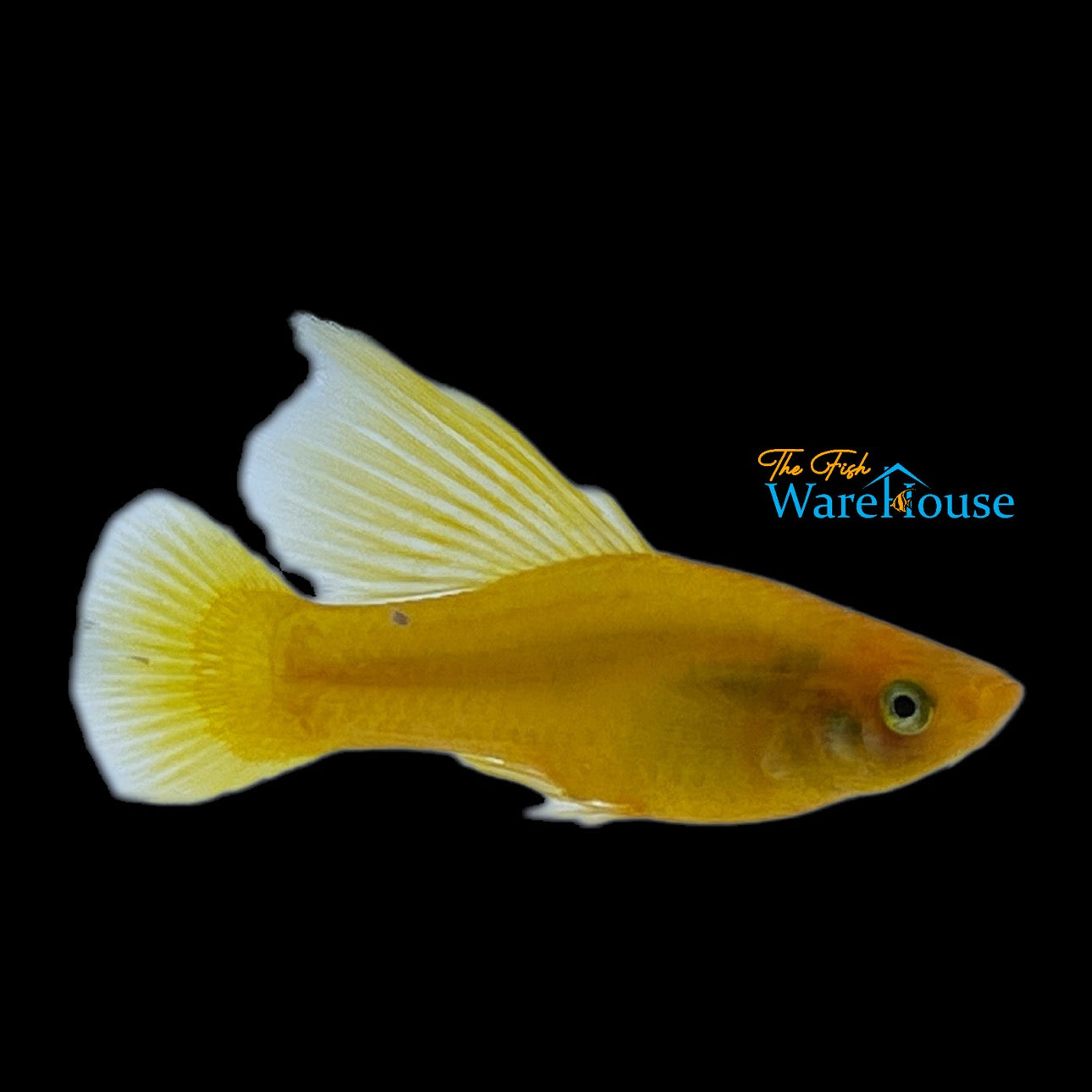 Banana Highfin Variatus (Xiphophorus variatus)