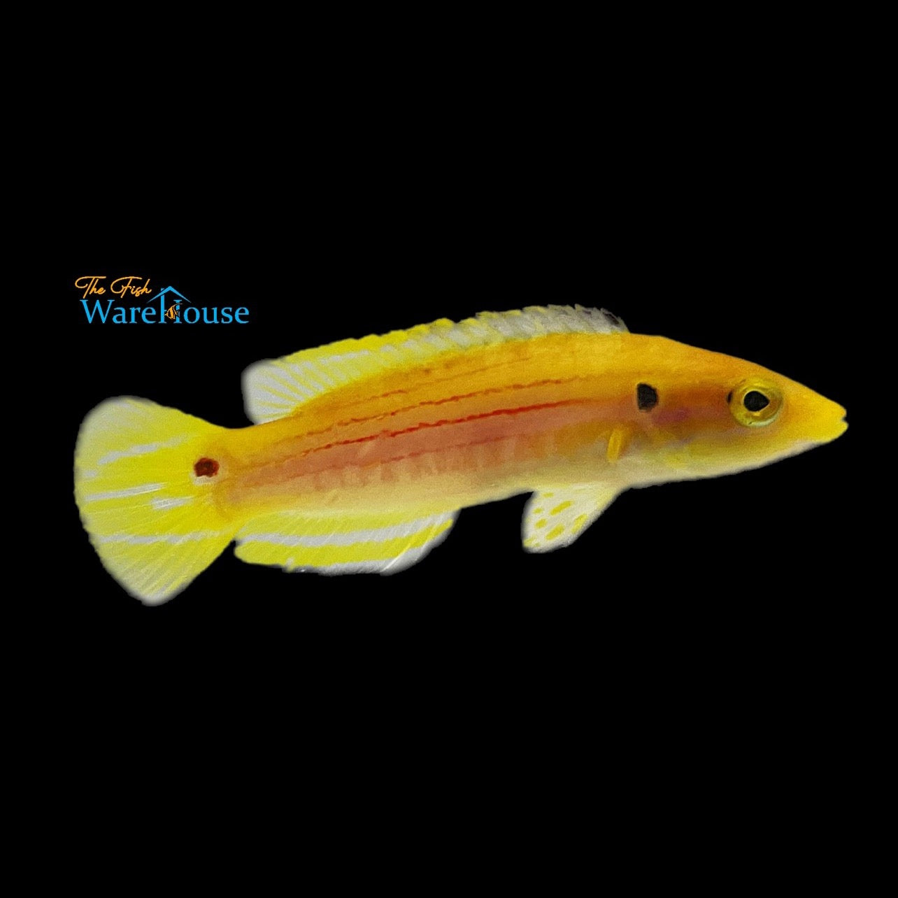 Twospot 'Candy' Hogfish (Bodianus bimaculatus)