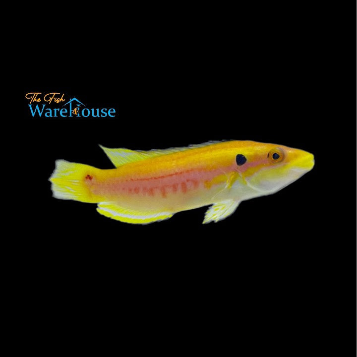 Twospot 'Candy' Hogfish (Bodianus bimaculatus)