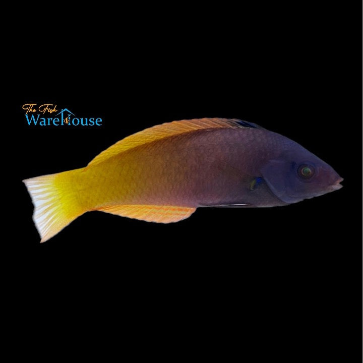 Two Tone Wrasse (Halichoeres prosopeion)