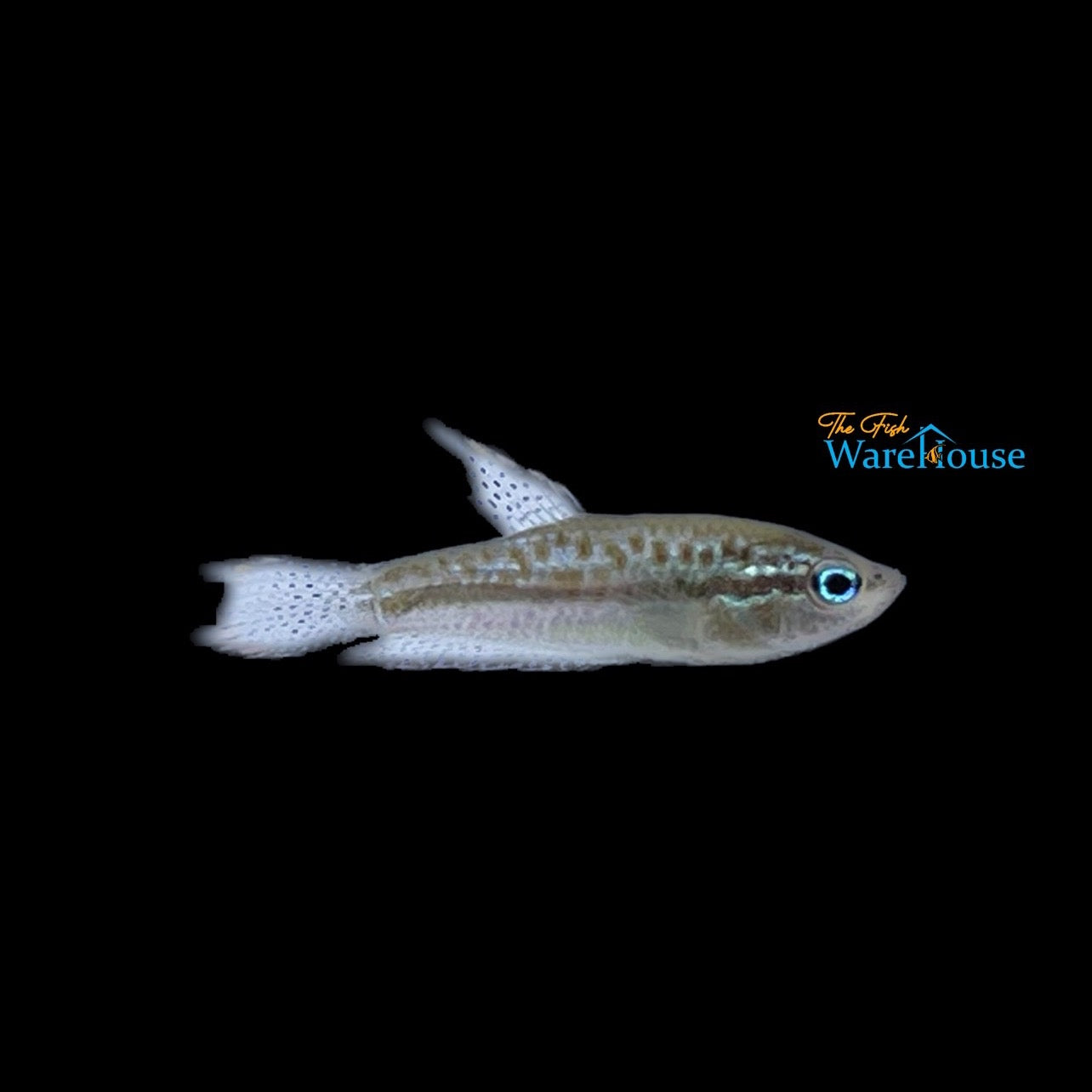 Sparkling Pygmy Gourami (Trichopsis pumila)