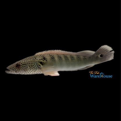 Freckle Face Pike (Crenicichla lenticulata)