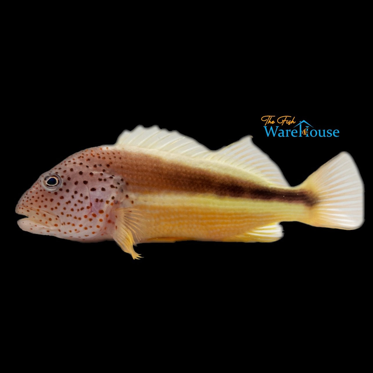 Freckled Hawkfish (Paracirrhihtes forsteri)