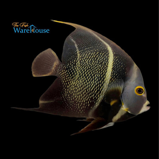 French Angelfish - Adult (Pomacanthus paru)