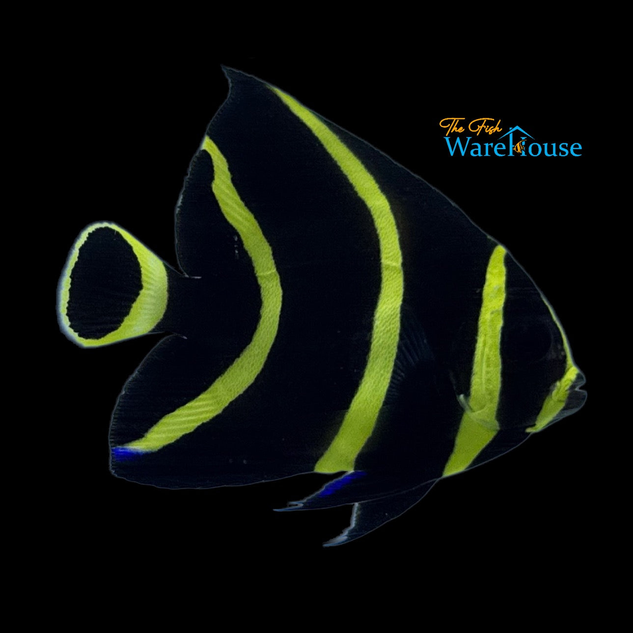 French Angelfish - Juvenile (Pomacanthus paru)