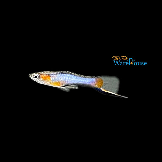 French Blue Star Endler's Livebearer (Poecilia wingei)