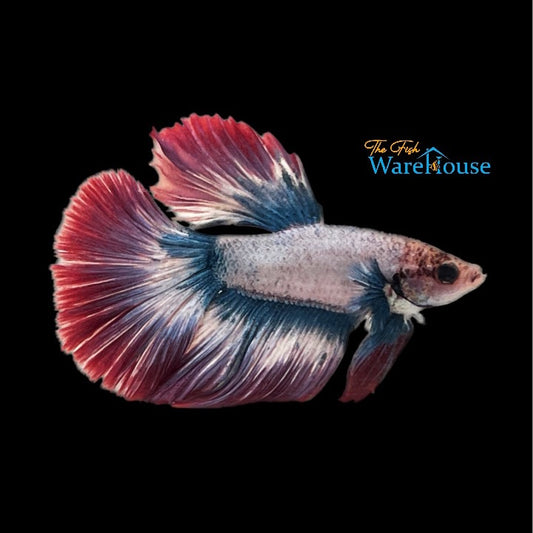 French Flag Halfmoon Betta - Male (Betta splendens)