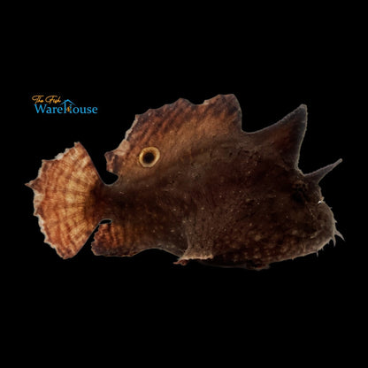 Freshwater Frogfish (Antennarius biocellatus)