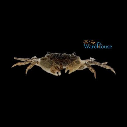 Freshwater Pom Pom Crab (Ptychognathus barbatus)