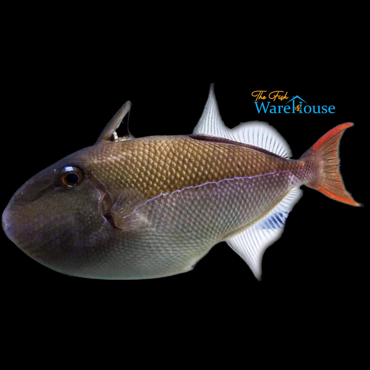 Goldenback Trigger (Xanthichthys caeruleolineatus)