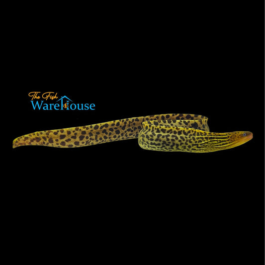 Freshwater Tiger Moray Eel (Gymnothorax polyuranodon)