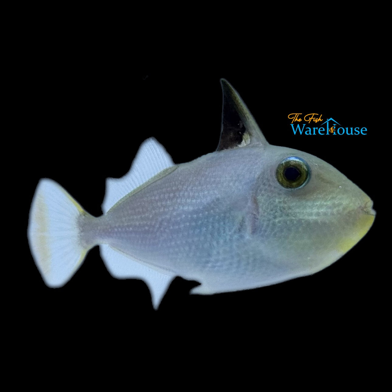 Goldenback Trigger (Xanthichthys caeruleolineatus)