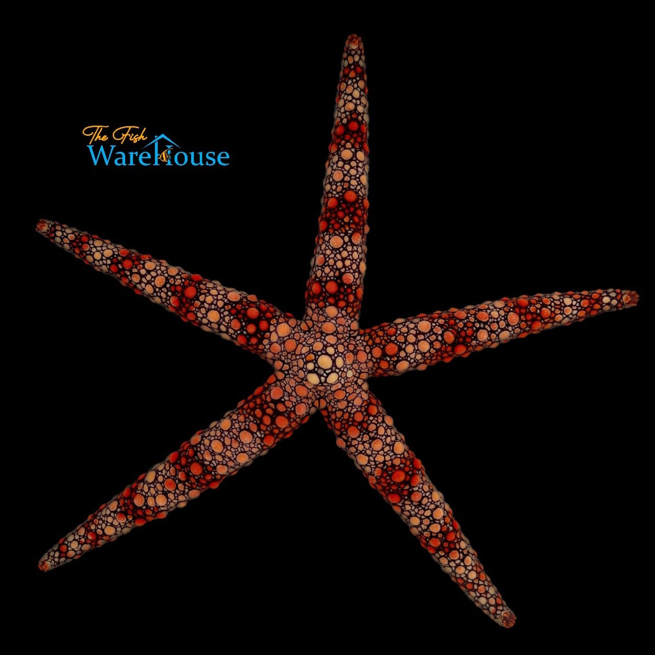 Friant's Starfish (Nardoa frianti)