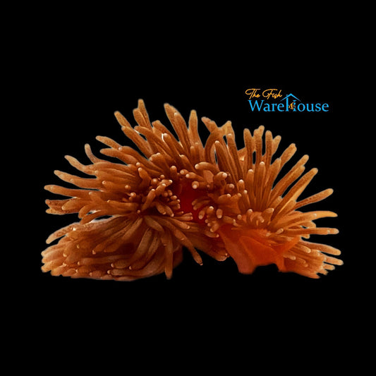 Frilly Nudibranch (Okenia sp.)