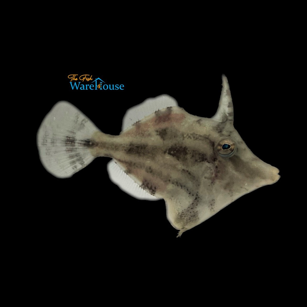 Fringed Filefish (Monacanthus ciliatus)