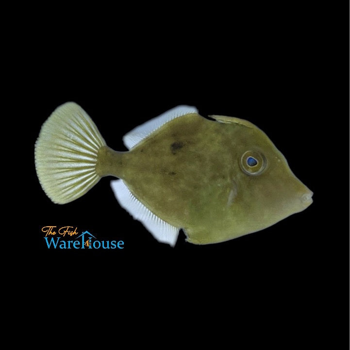 Fringed Filefish (Monacanthus ciliatus)