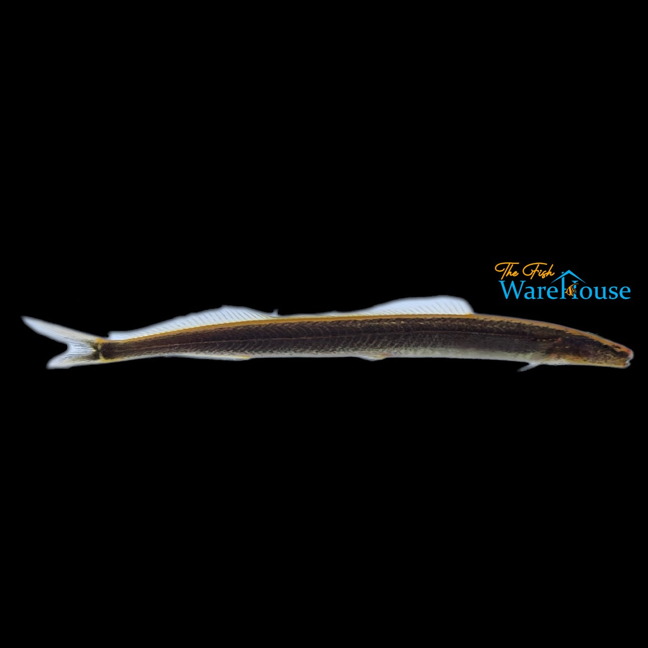 Forktail Loach (Vaillantella maassi)