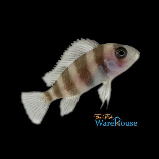 Frontosa Cichlid (Cyphotilapia frontosa)