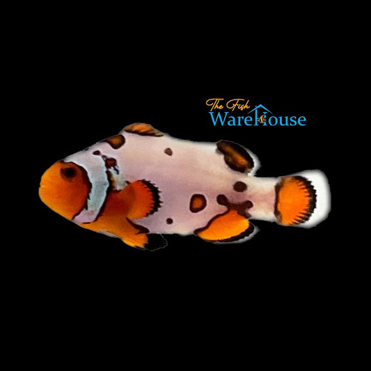 Frostbite Clownfish (Amphiprion ocellaris)