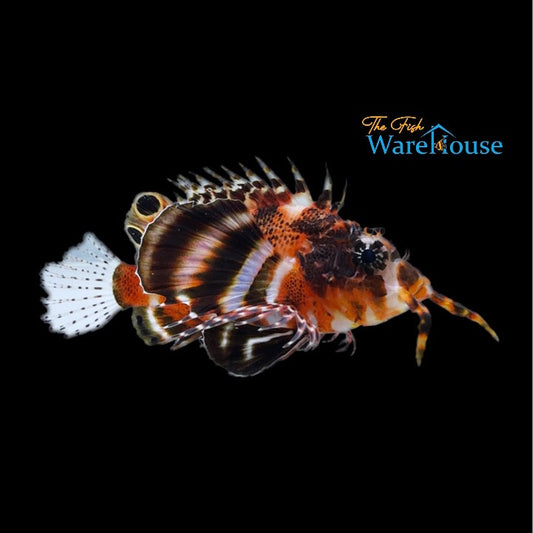 Fu Manchu Lionfish (Dendrochirus biocellatus)