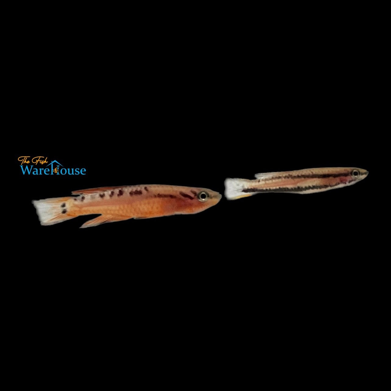 Funge Killifish (Aphyosemion bivittatum 'Funge')