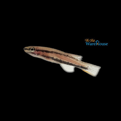 Funge Killifish (Aphyosemion bivittatum 'Funge')