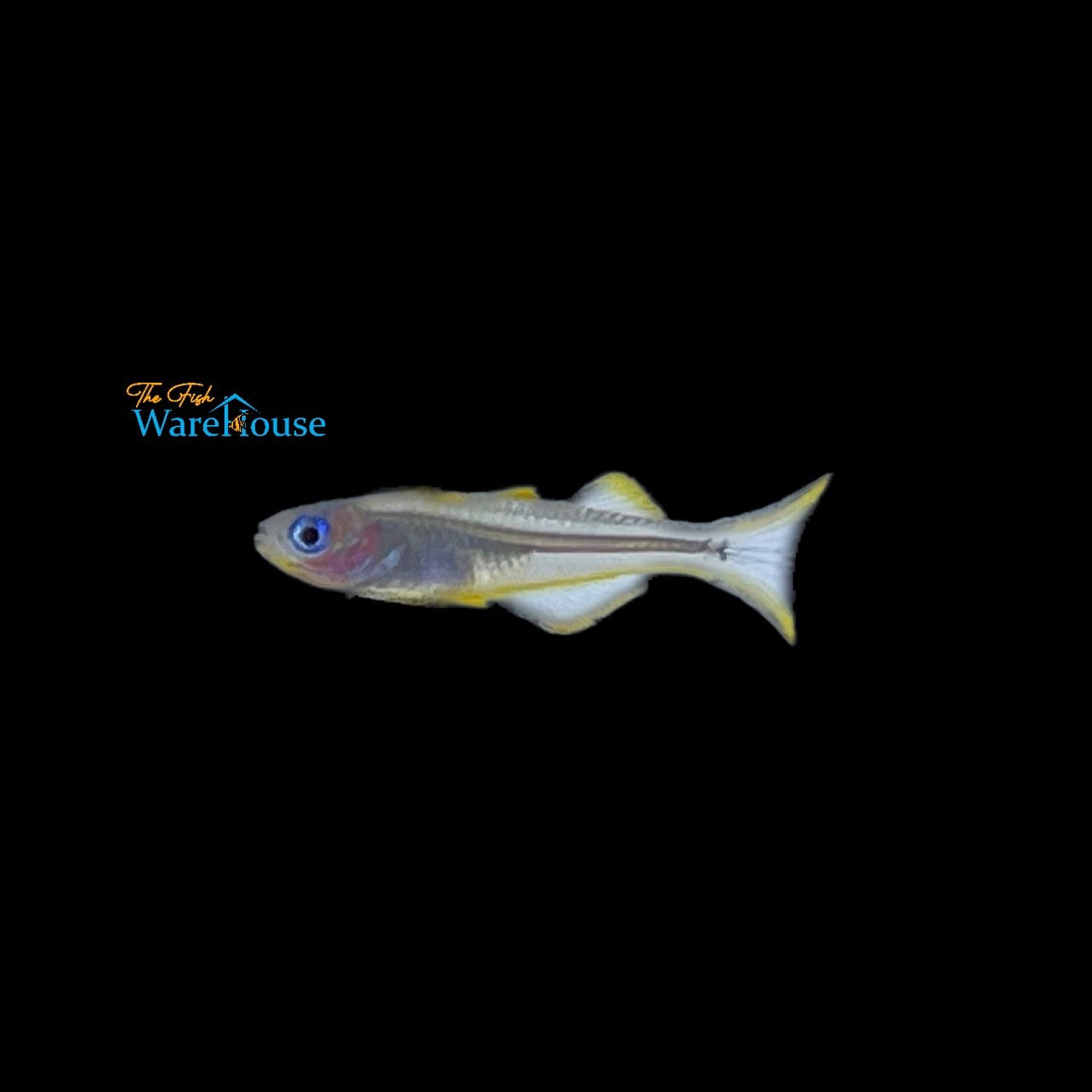 Furcata Rainbowfish (Pseudomugil furcatus)