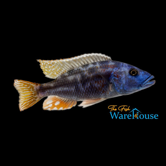 Fusco Cichlid (Nimbochromis fuscotaeniatus)