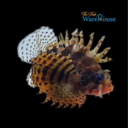 Fuzzy Dwarf Lionfish (Dendrochirus brachypterus)