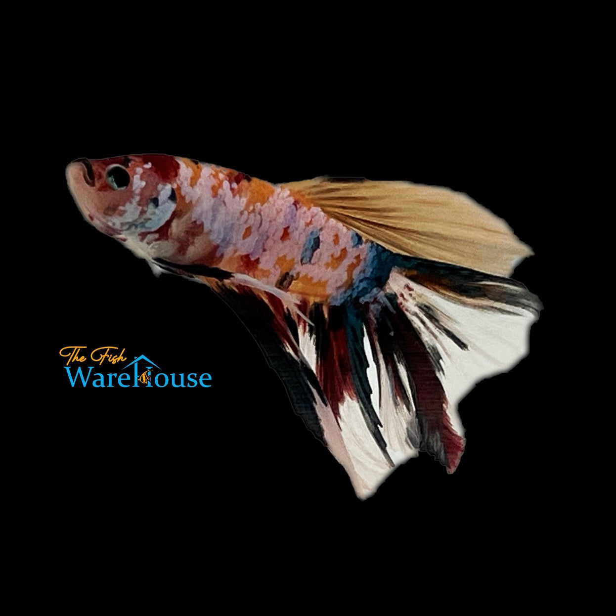 Galaxy Candy Halfmoon Betta - Male (Betta splendens)