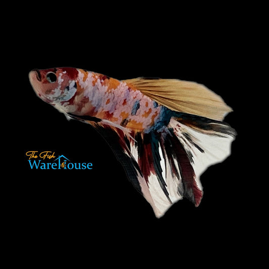 Galaxy Candy Halfmoon Betta - Male (Betta splendens)