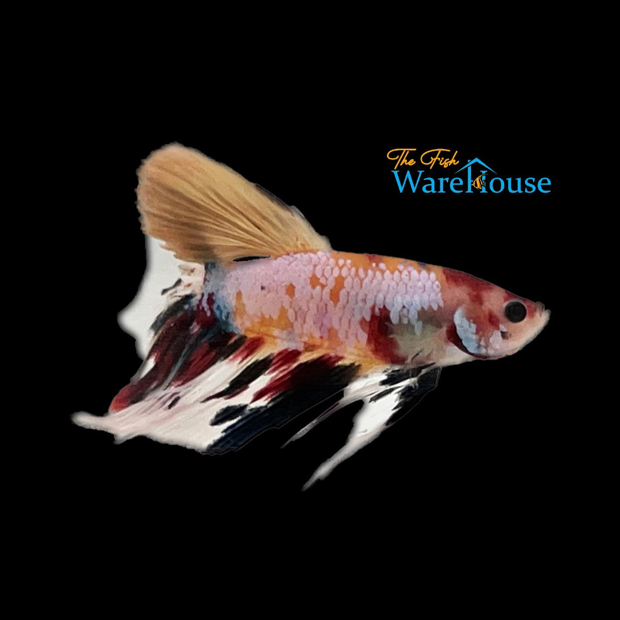 Galaxy Candy Halfmoon Betta - Male (Betta splendens)