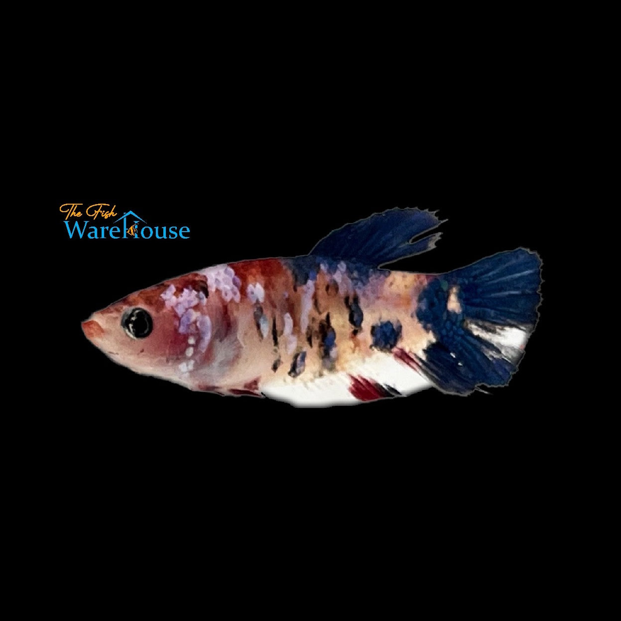 Galaxy Koi Plakat Betta - Female (Betta splendens)