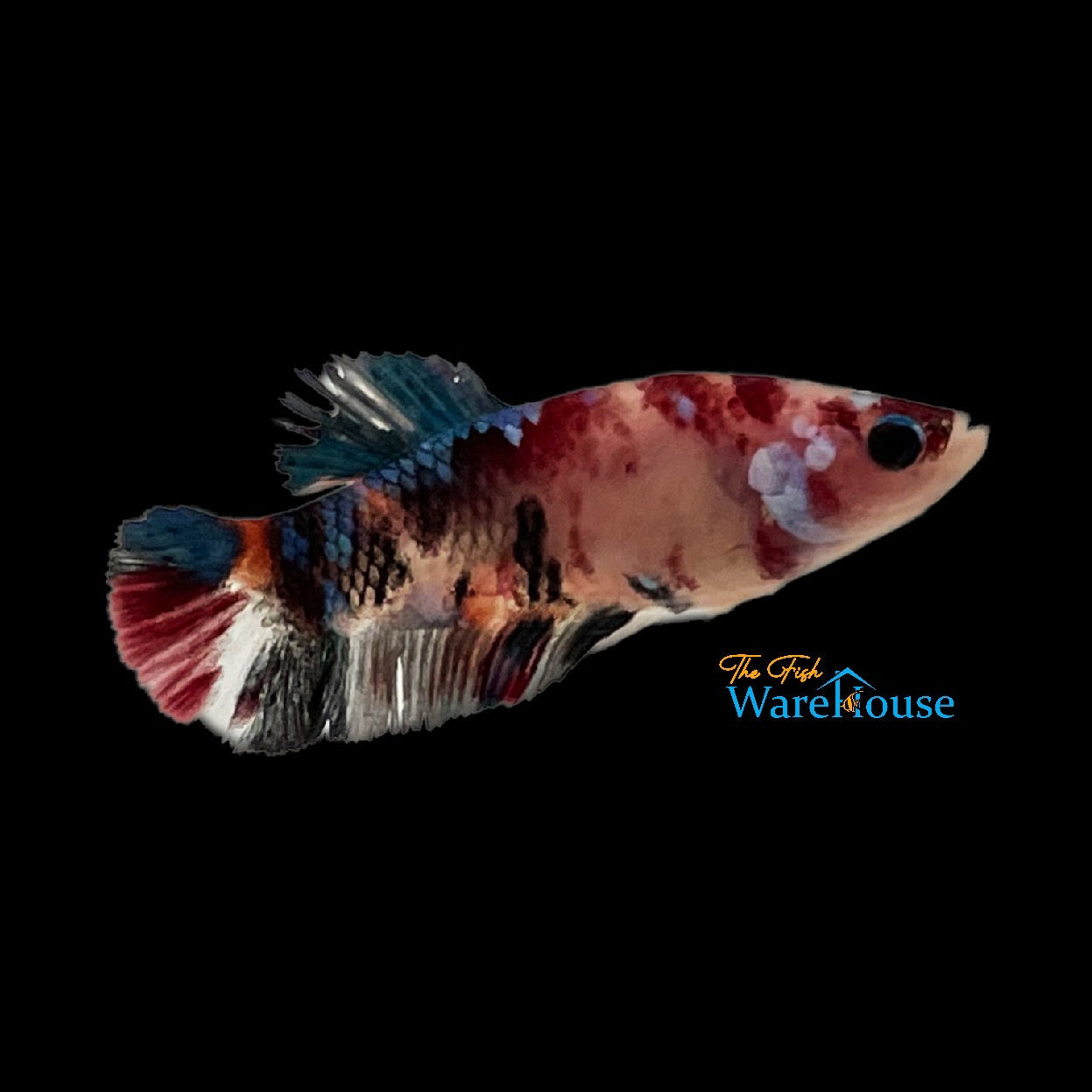 Galaxy Koi Plakat Betta - Female (Betta splendens)