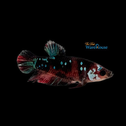 Galaxy Koi Plakat Betta - Female (Betta splendens)