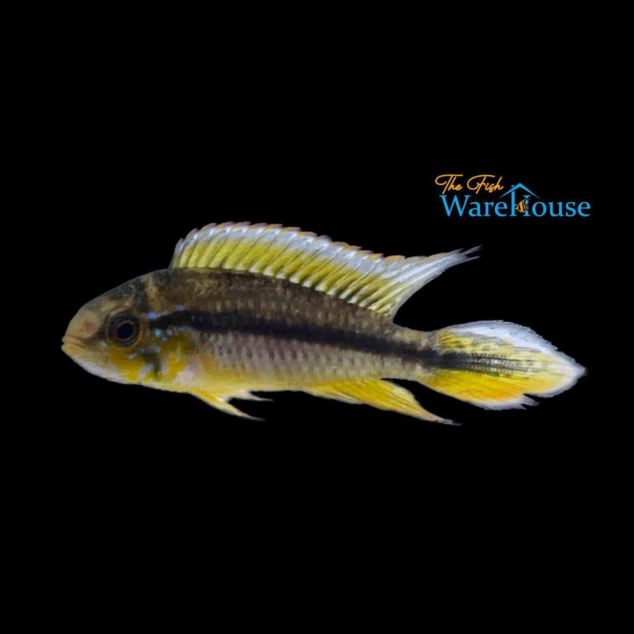 Tefe Blue Pearl Apisto. (Apistogramma agassizii netz 'Tefe Blue Pearl')