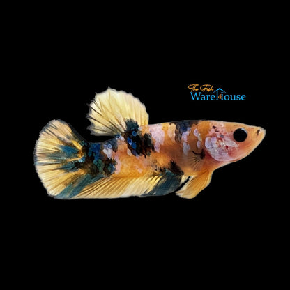 Galaxy Yellow Koi Plakat Betta - Male (Betta splendens)