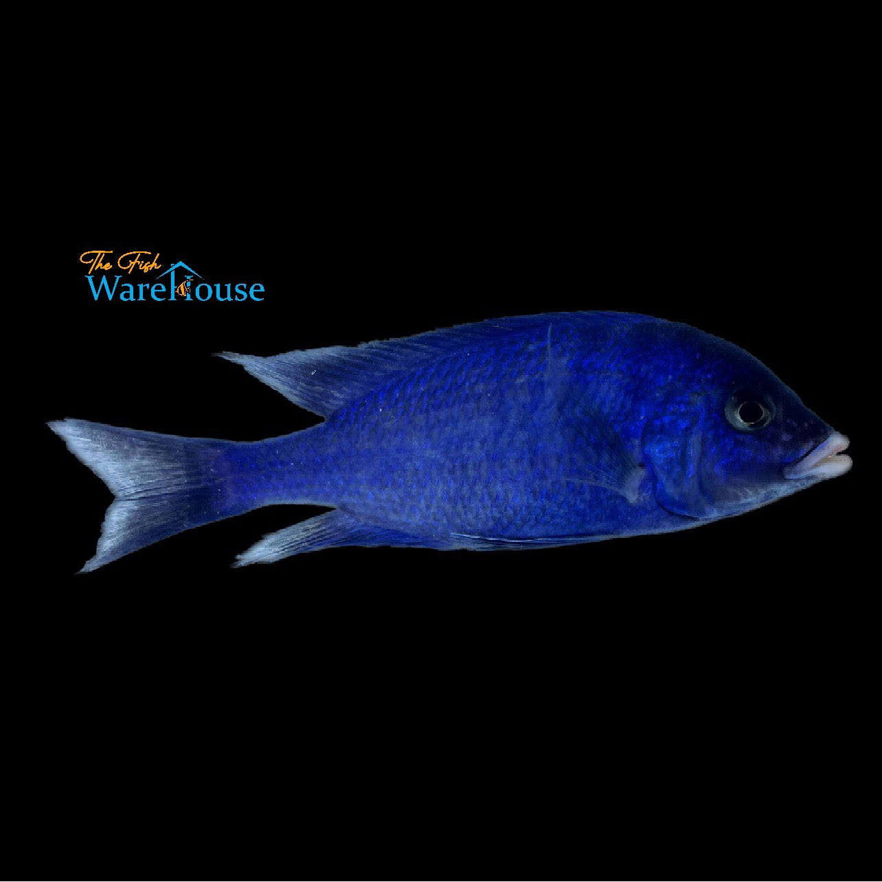 Mdoka White Lips (Placidochromis phenochilus 'Mdoka')