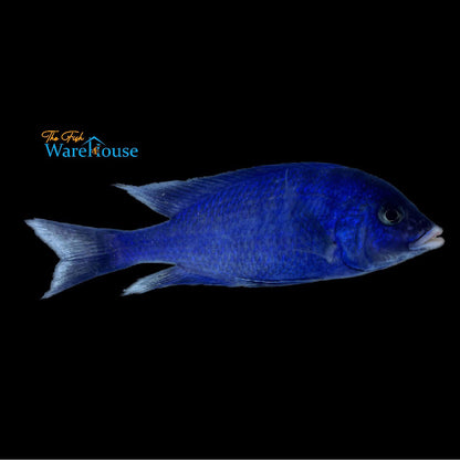 Mdoka White Lips (Placidochromis phenochilus 'Mdoka')